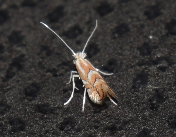 Gracillariidae da ID